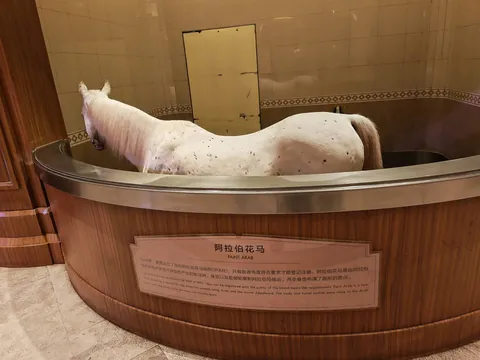 阿拉伯花马