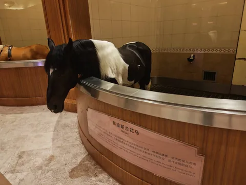 弗里斯兰花马